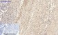 PI 3-kinase p110α Polyclonal Antibody